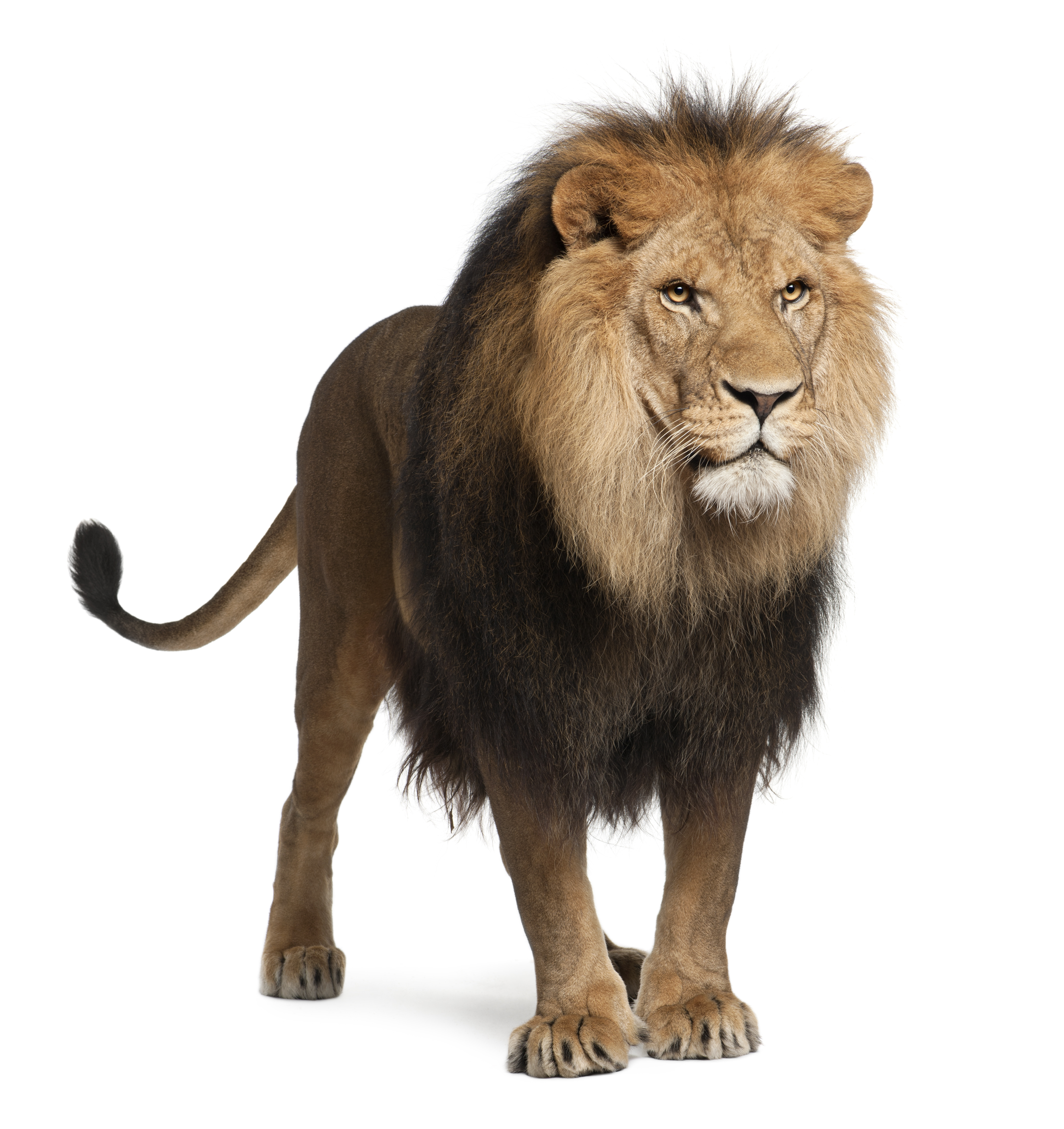Lion Panthera Leo Years Old Standing In Front Of White Background