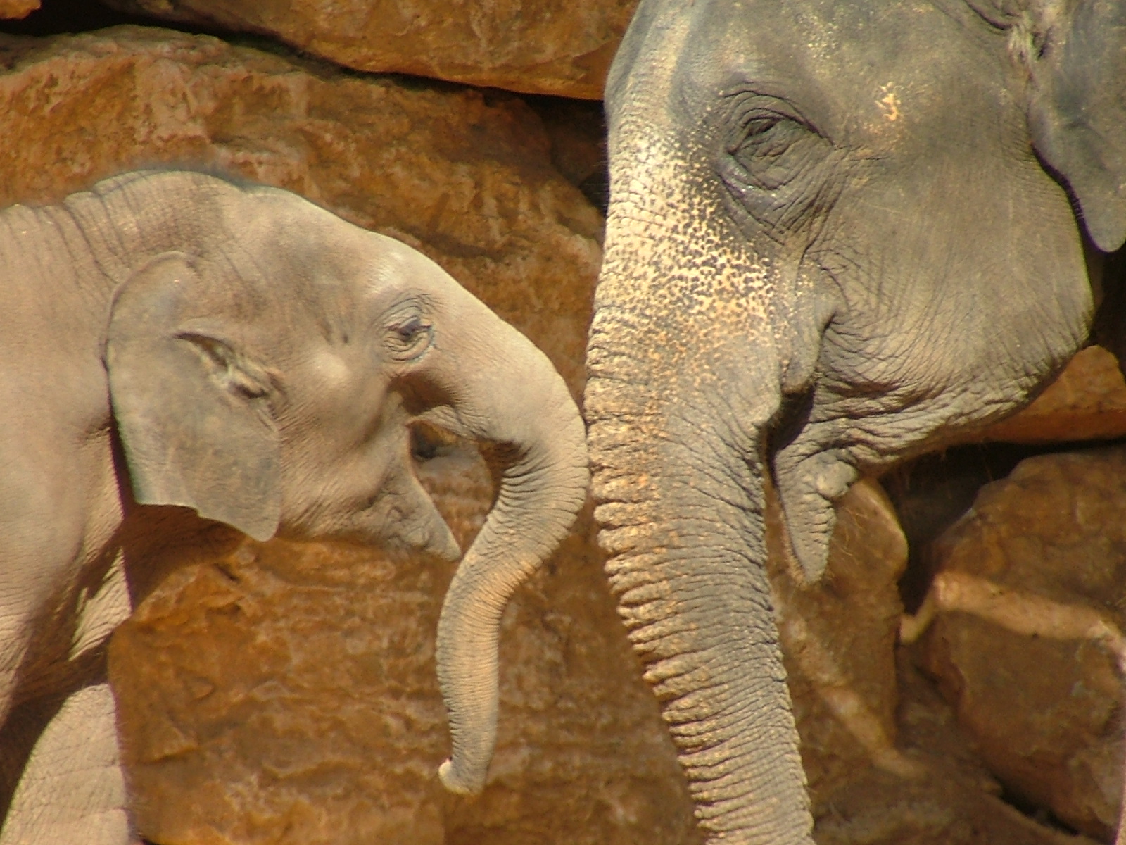 File Asian Elephant And Baby Jpg Wikipedia The Encyclopedia