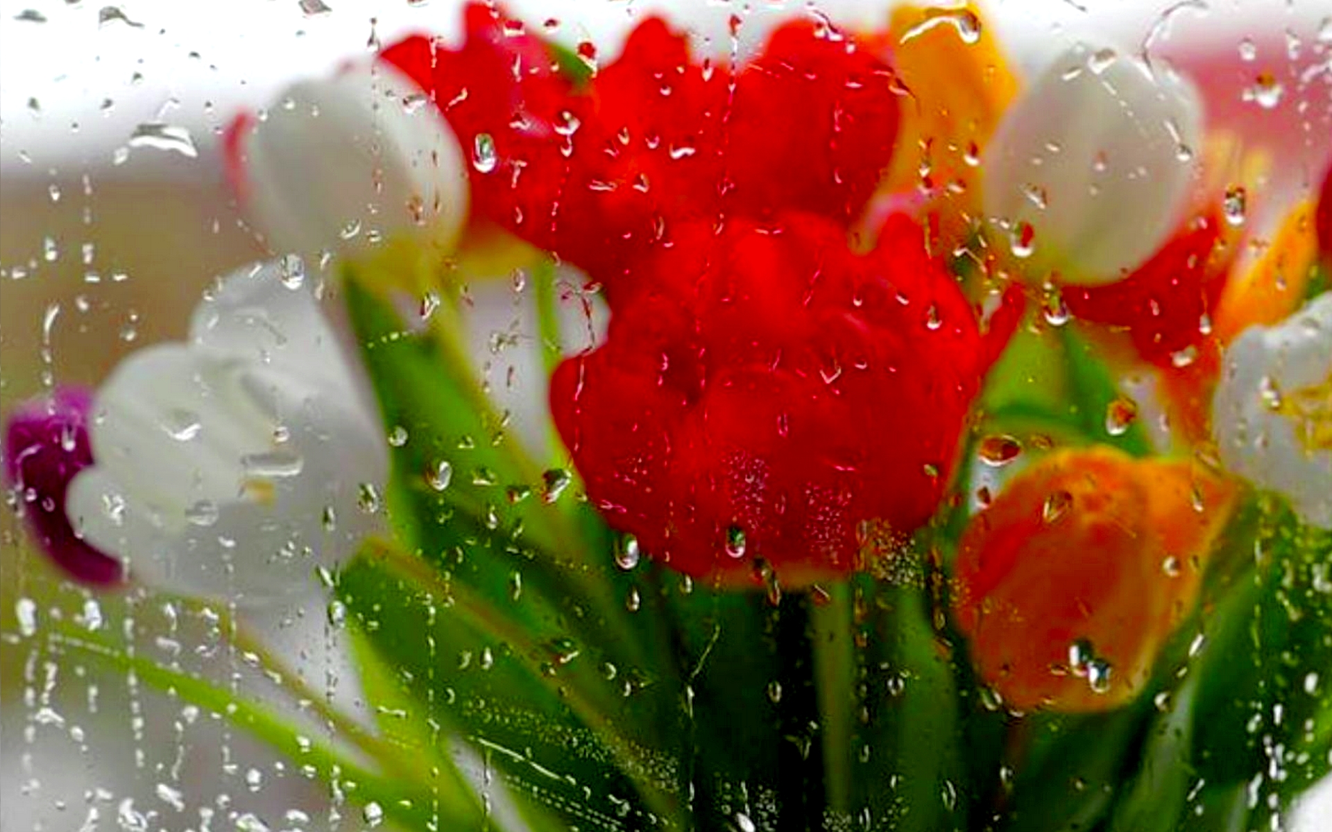 Spring Rain HD Wallpaper
