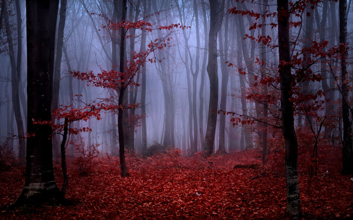Red Autumn Foliage In Foggy Forest Wallpaper