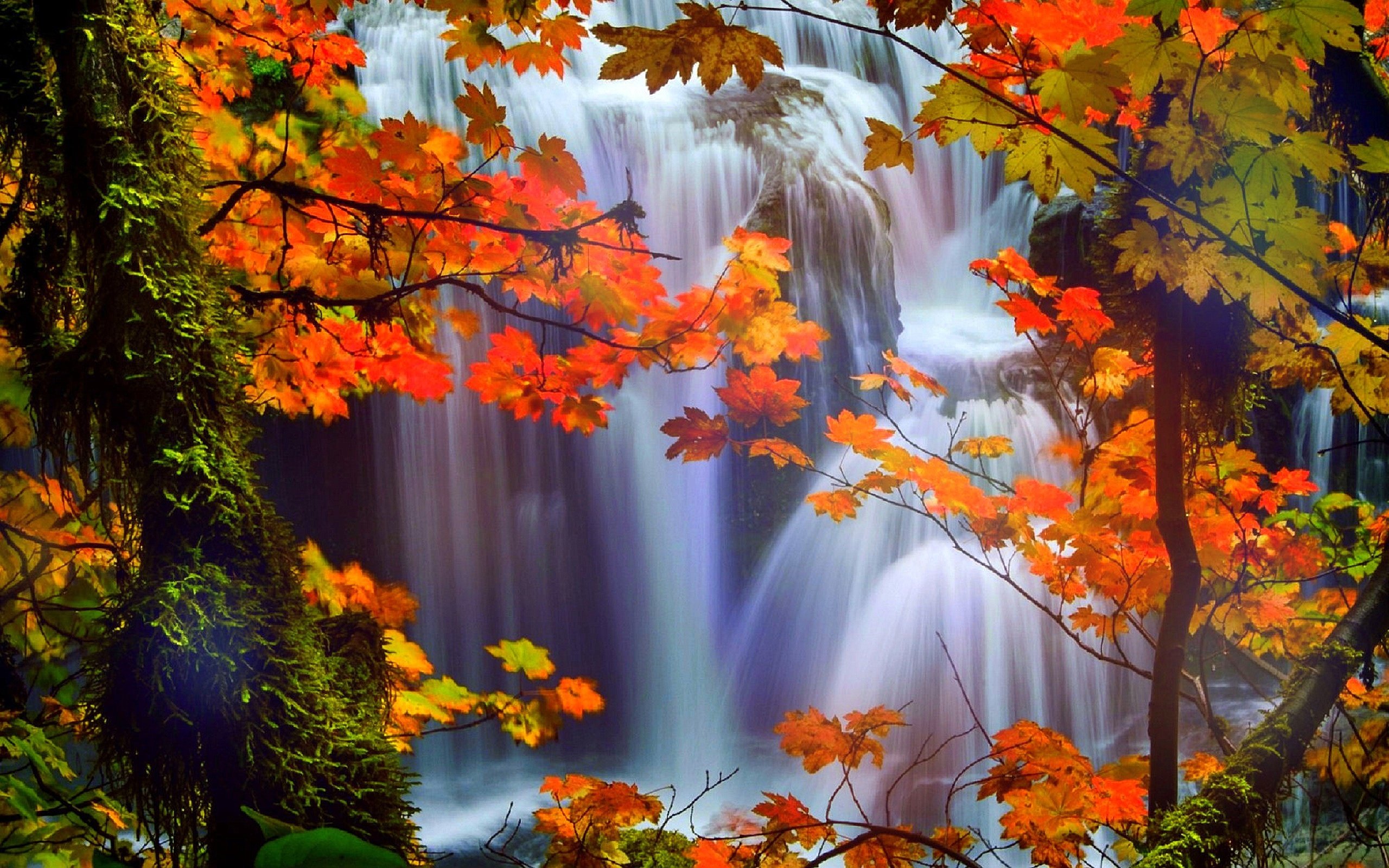 Attractions In Dreams Trees Nature Fall Leaves Beautiful Wallpaper