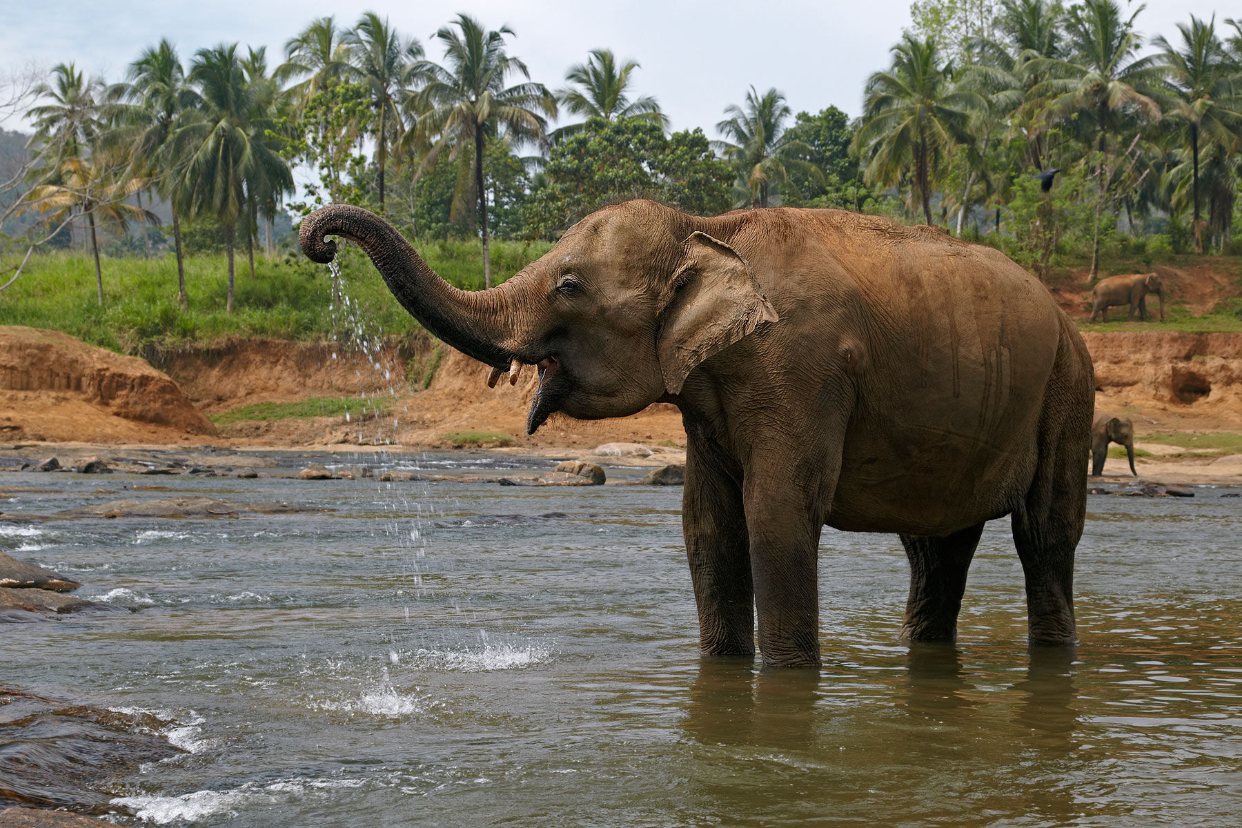 Indian Elephant C Sri Lanka