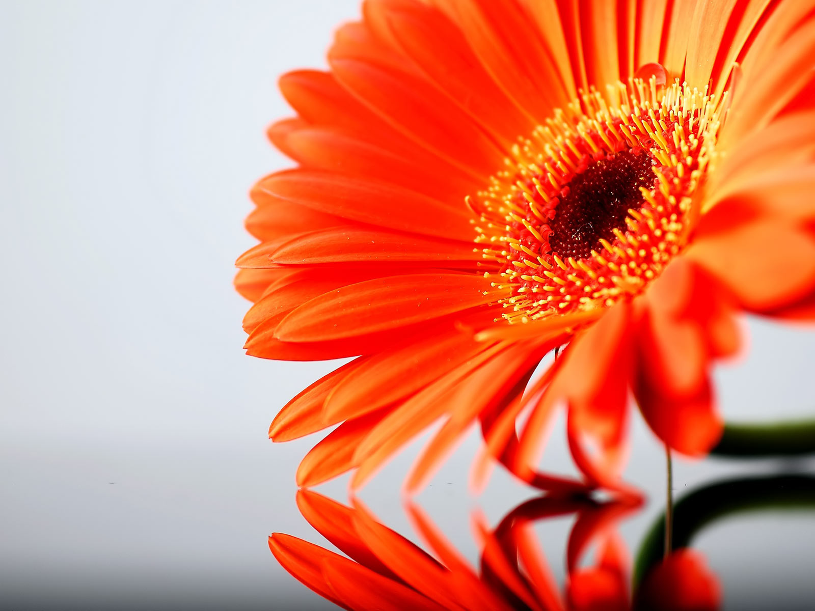Orange Flower Wallpaper