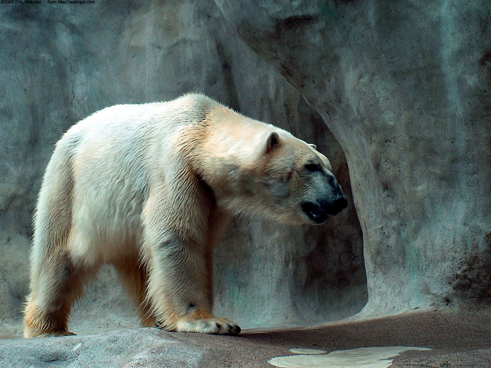 Bear Polar Wallpaper Background Image