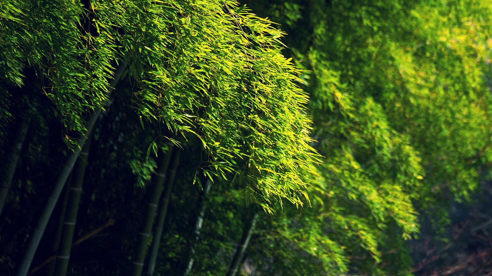 Bamboo Green Dense Forest Hd Desktop Wallpaper