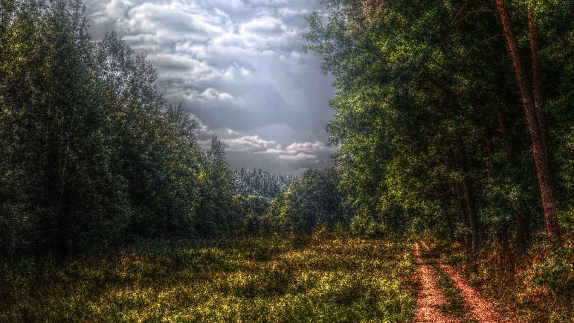 Dark Green Forest Wallpaper
