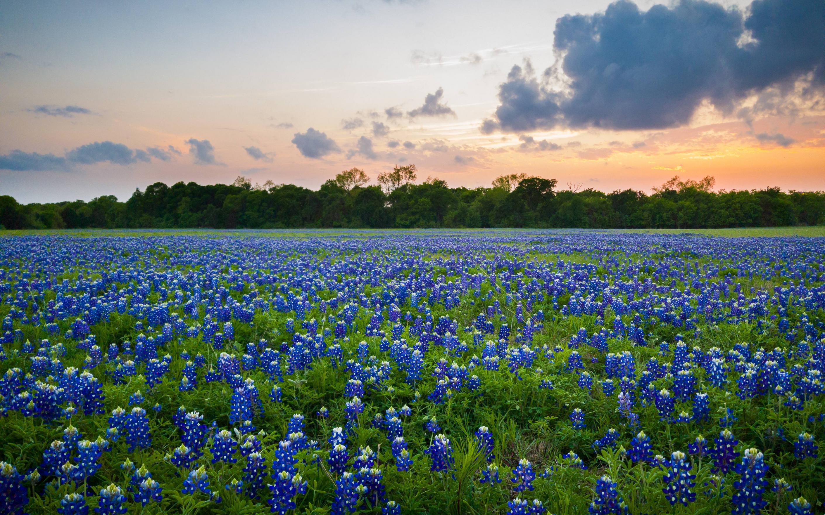 Texas 4k Wallpaper For Your Desktop Or Mobile Screen And