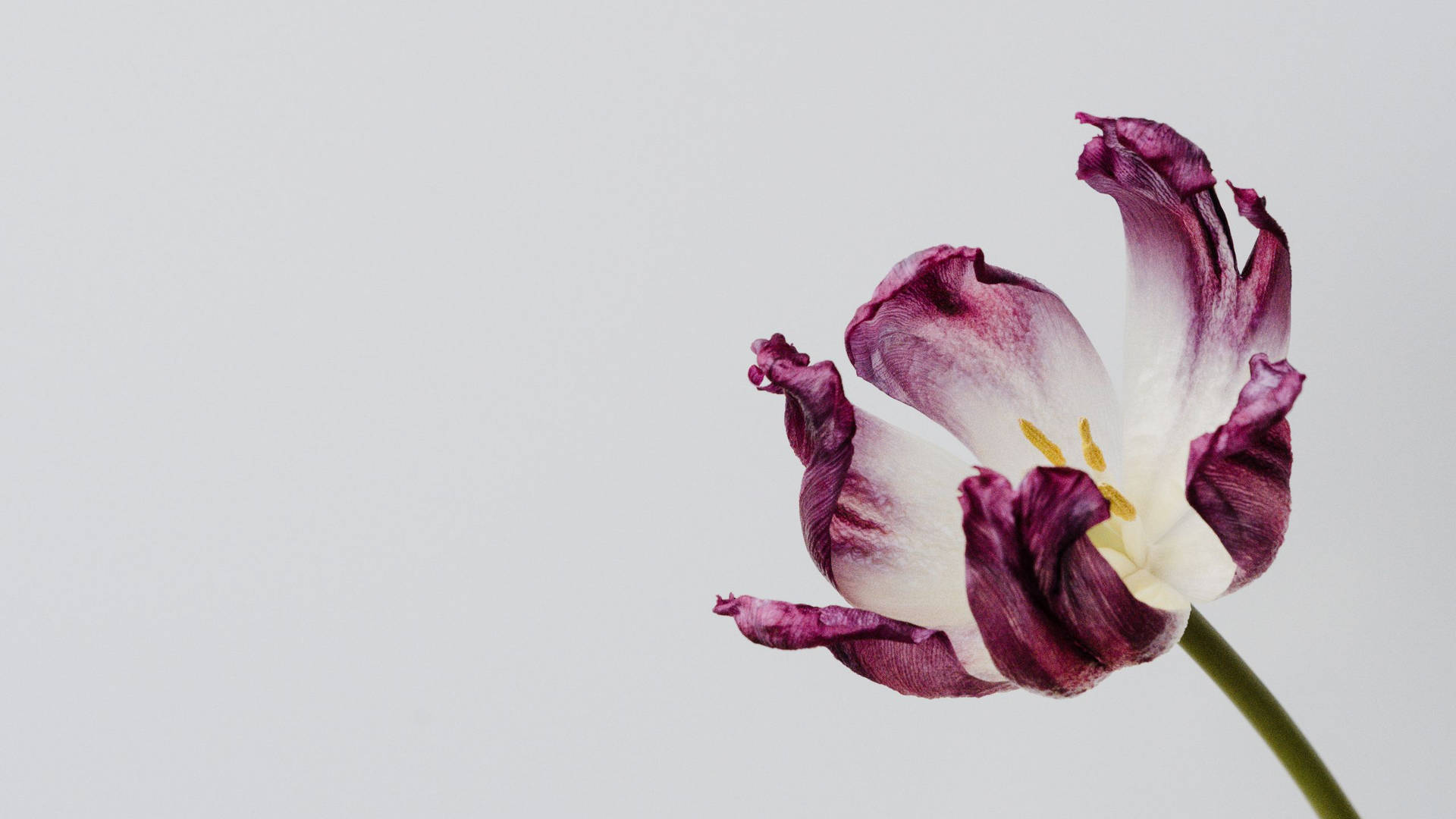 Minimalist Flower Wallpaper