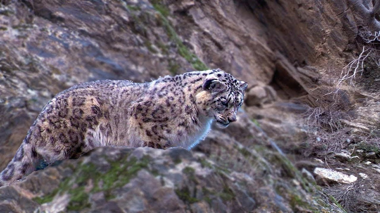 Amazing Snow Leopard Facts Pictures Discover