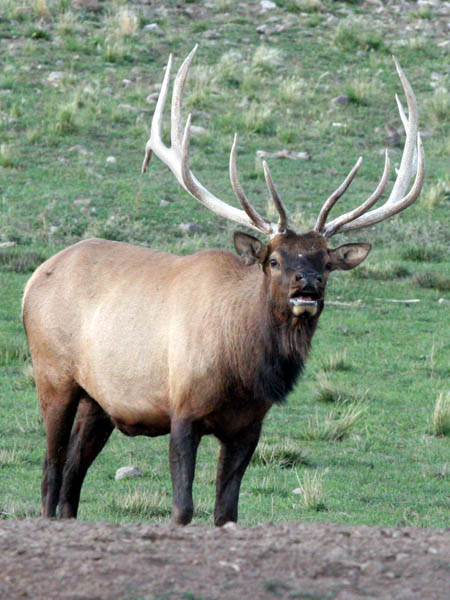 Pin Monster Elk