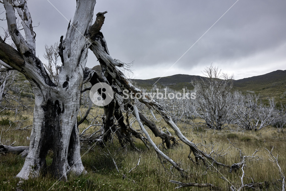 Deadwood Forest On Grassy Plane In Chilean Patagonia Hills The