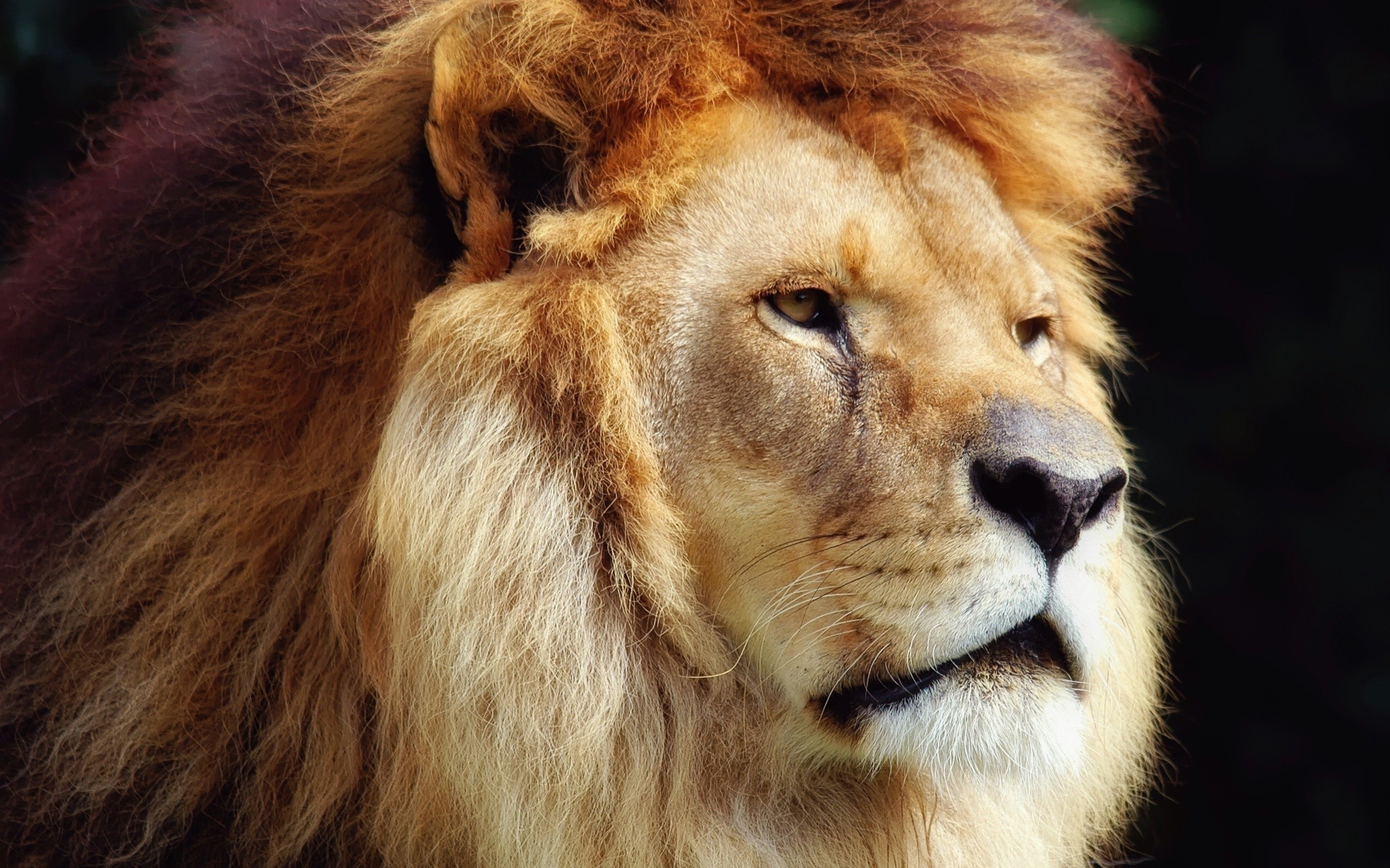 Amazing Lion Face Wallpaper HD