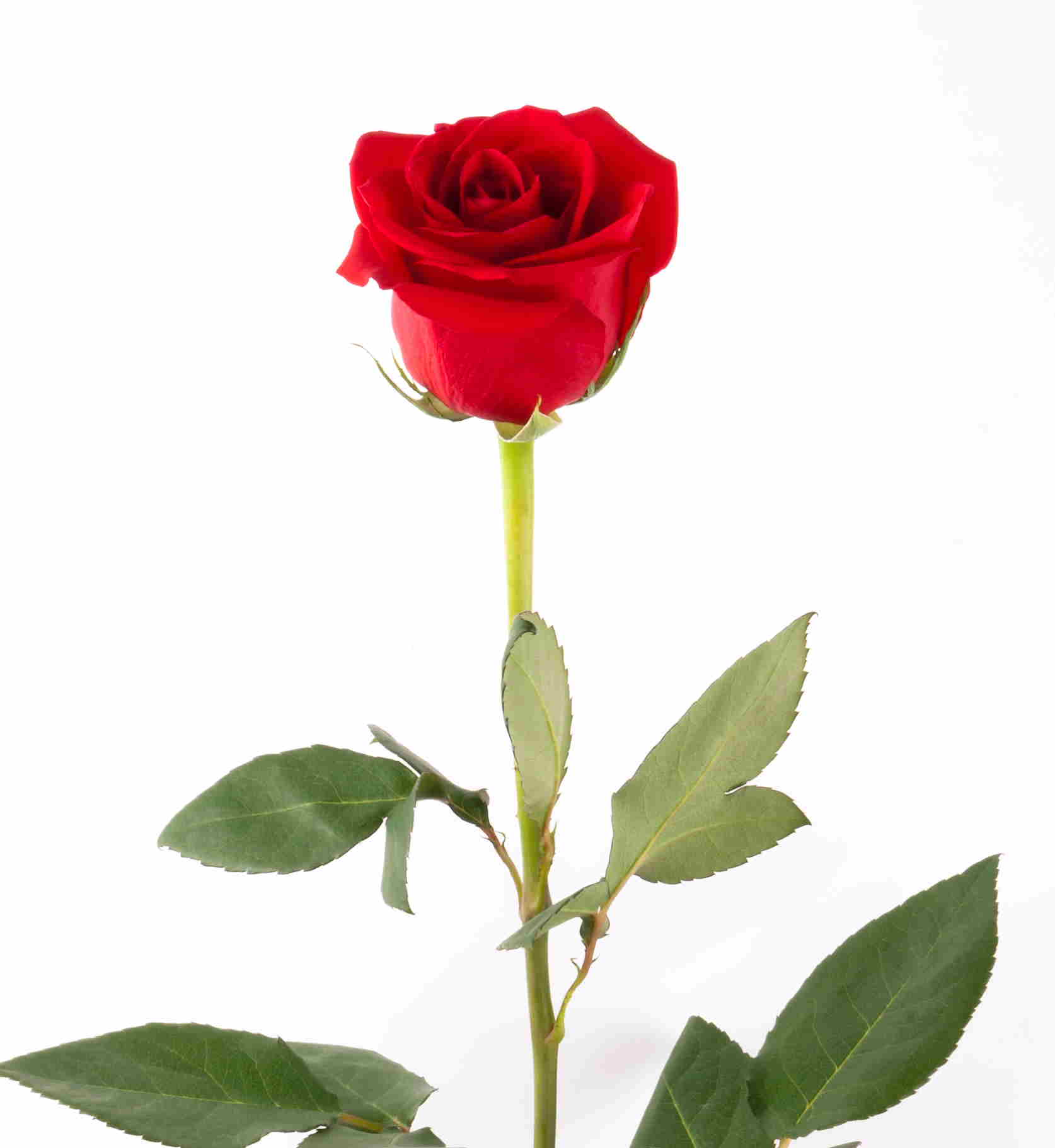 Single Red Rose HD Pc Wallpaper For