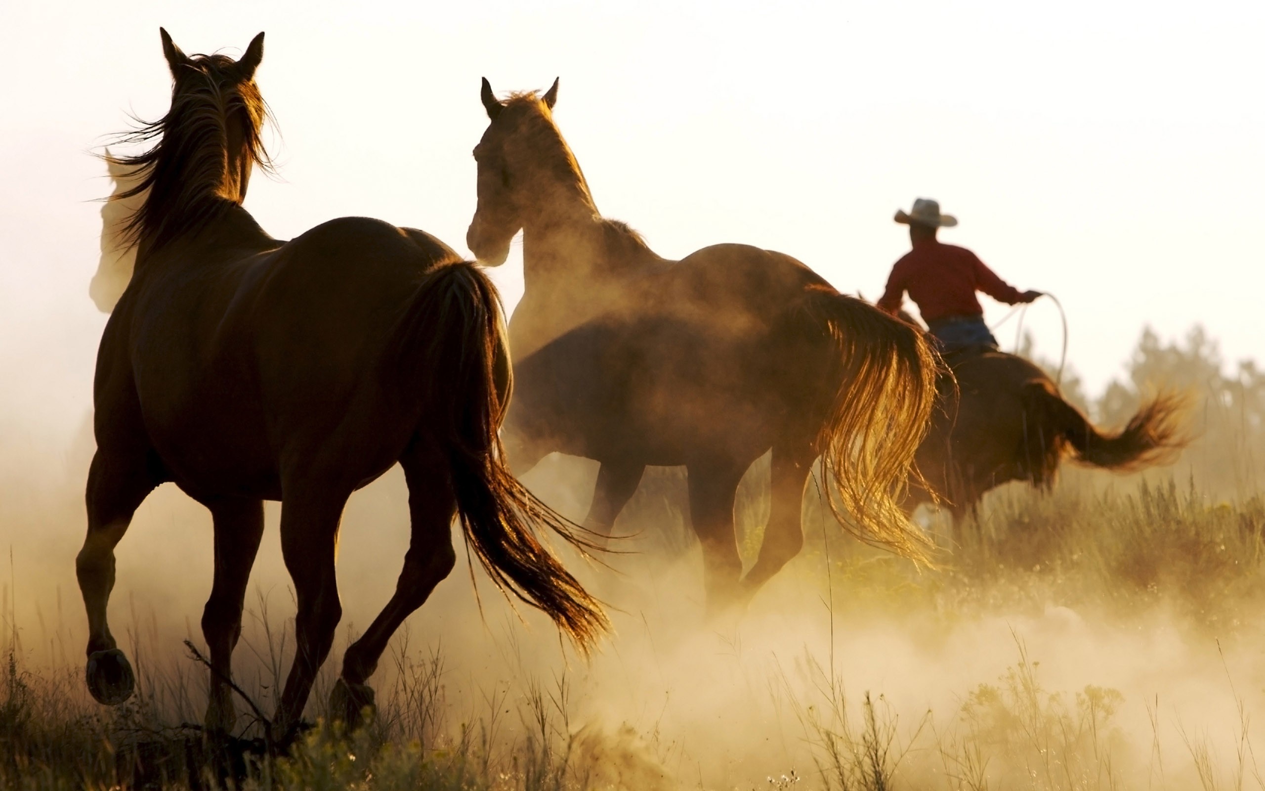 Wild Horses And Cowboy Desktop Pc Mac Wallpaper