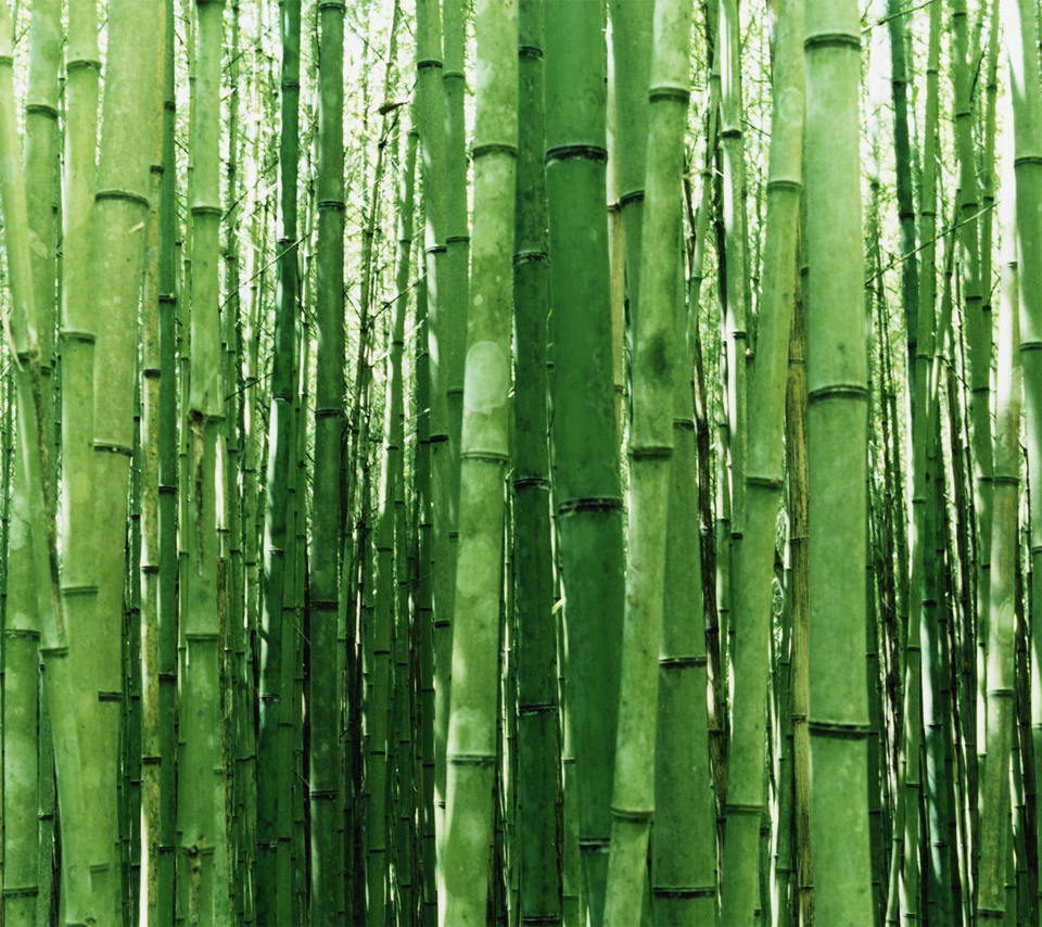 Green Bamboo Android Wallpaper Mobile HD