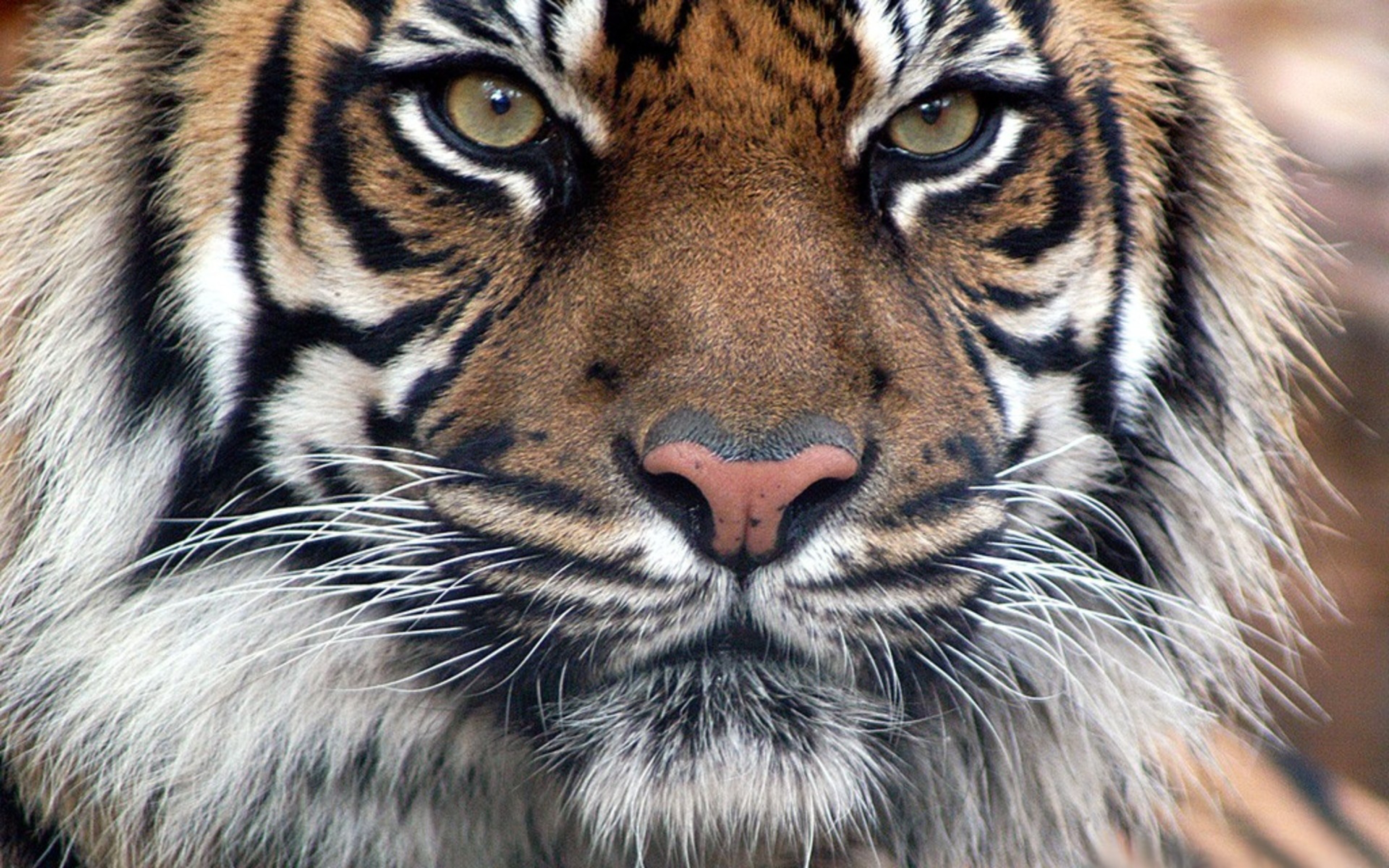 Tiger Fur Muzzle Eyes Predatory Wallpaper Background Ultra HD 4k
