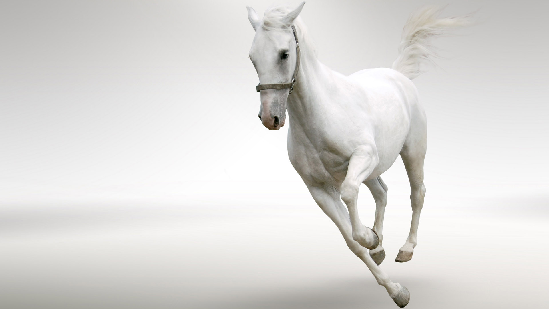 Beautiful White Horse Wallpaper HD Background