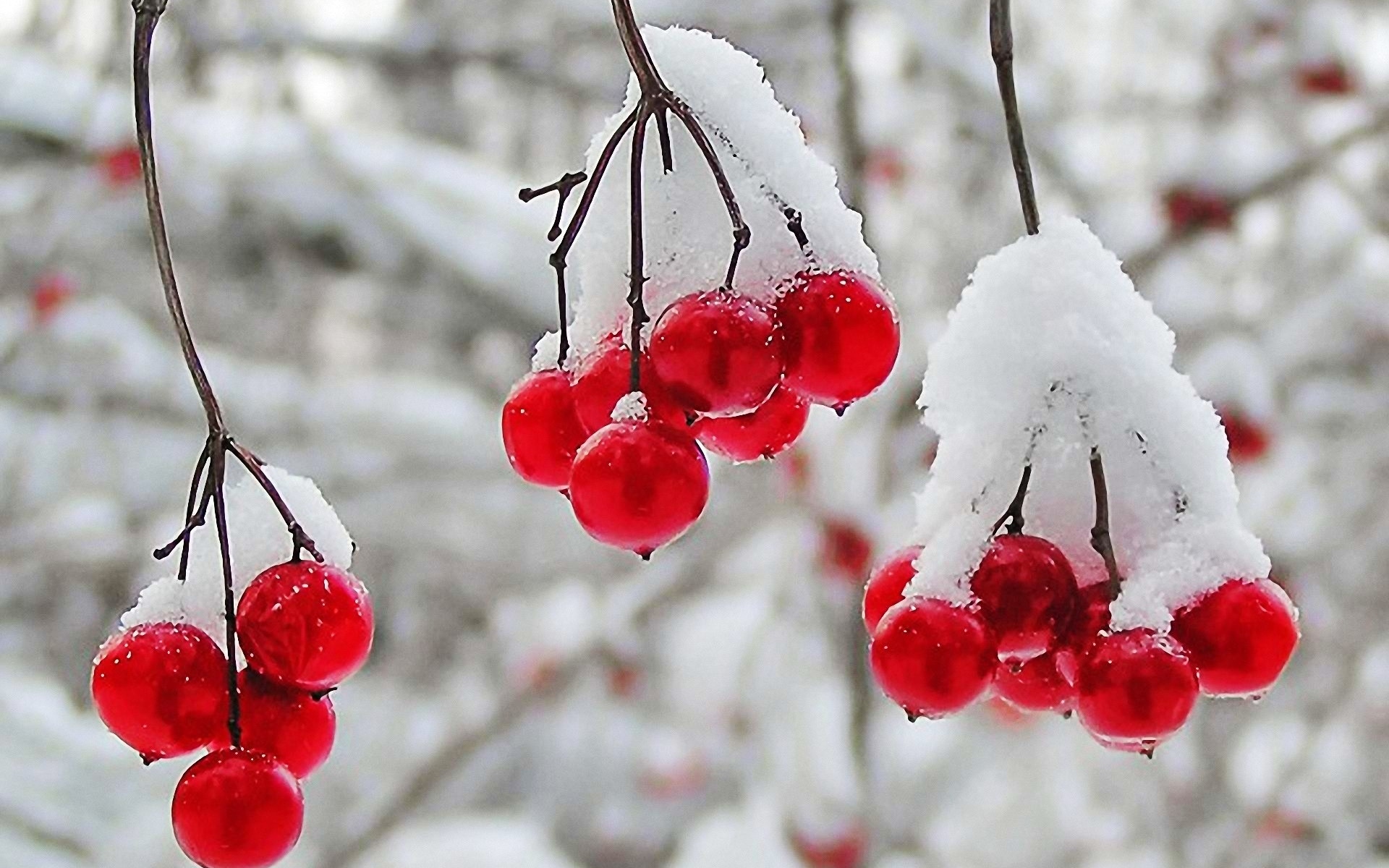 Nature Winter First Snow Red Berries Fruits Cranberry