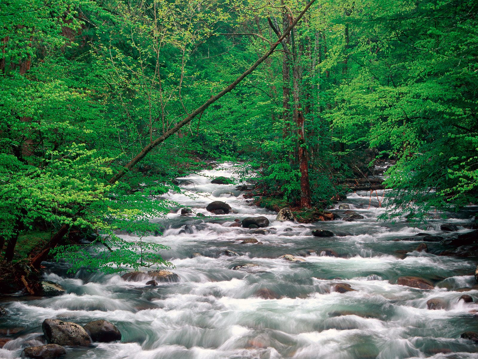 Little Pigeon River Great Smoky Mountains Tennessee Wallpaper
