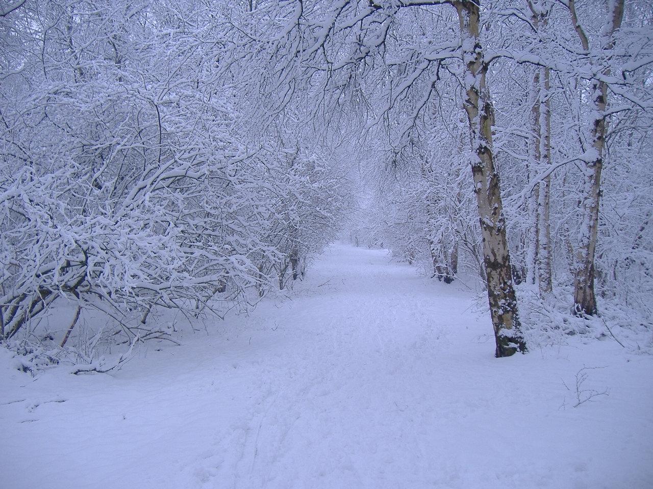 Winter Scene Wallpaper 1280x960