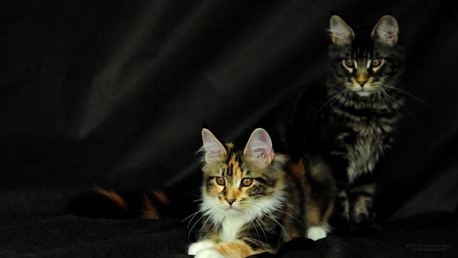 Maine Coon Cats Desktop Wallpaper Picture X Origami Mco