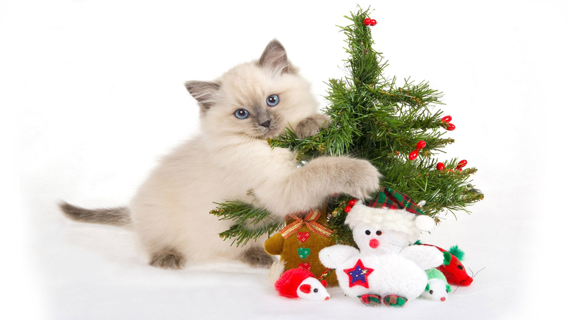 Cute Christmas Cat HD Wallpapers for iPhone 5 HD Wallpapers 1136x640