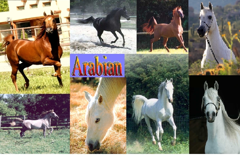 Arabian Background Horses Photo