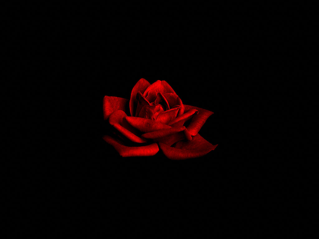 Flowers   Dark Red Rose on Black Background   Free Desktop