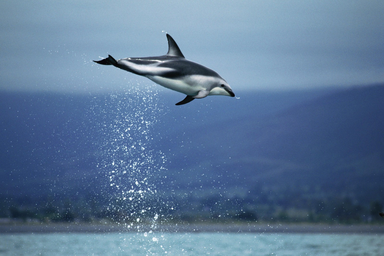 Dusky Dolphin New Zealand Wallpaper Other Pixel HD