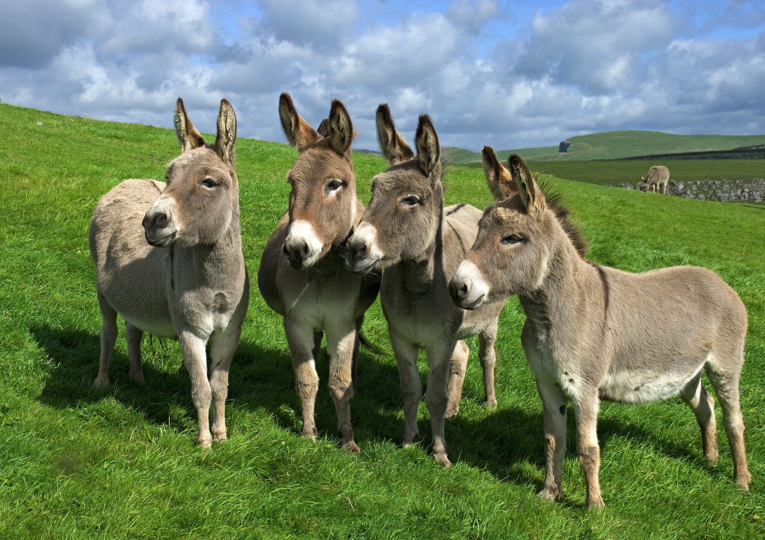 Donkey Wallpaper HD Full Pictures