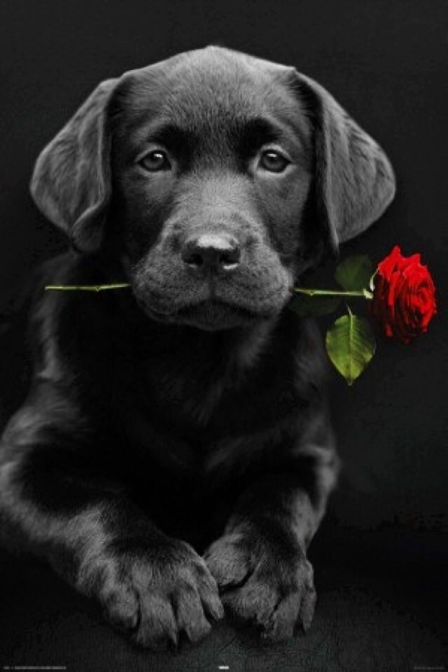 Lab Puppies Valentine S Day Wallpaper Teahub Io