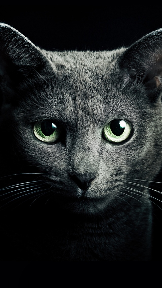 Black cat black background iPhone Wallpaper 640x1136 iPhone 5 5S