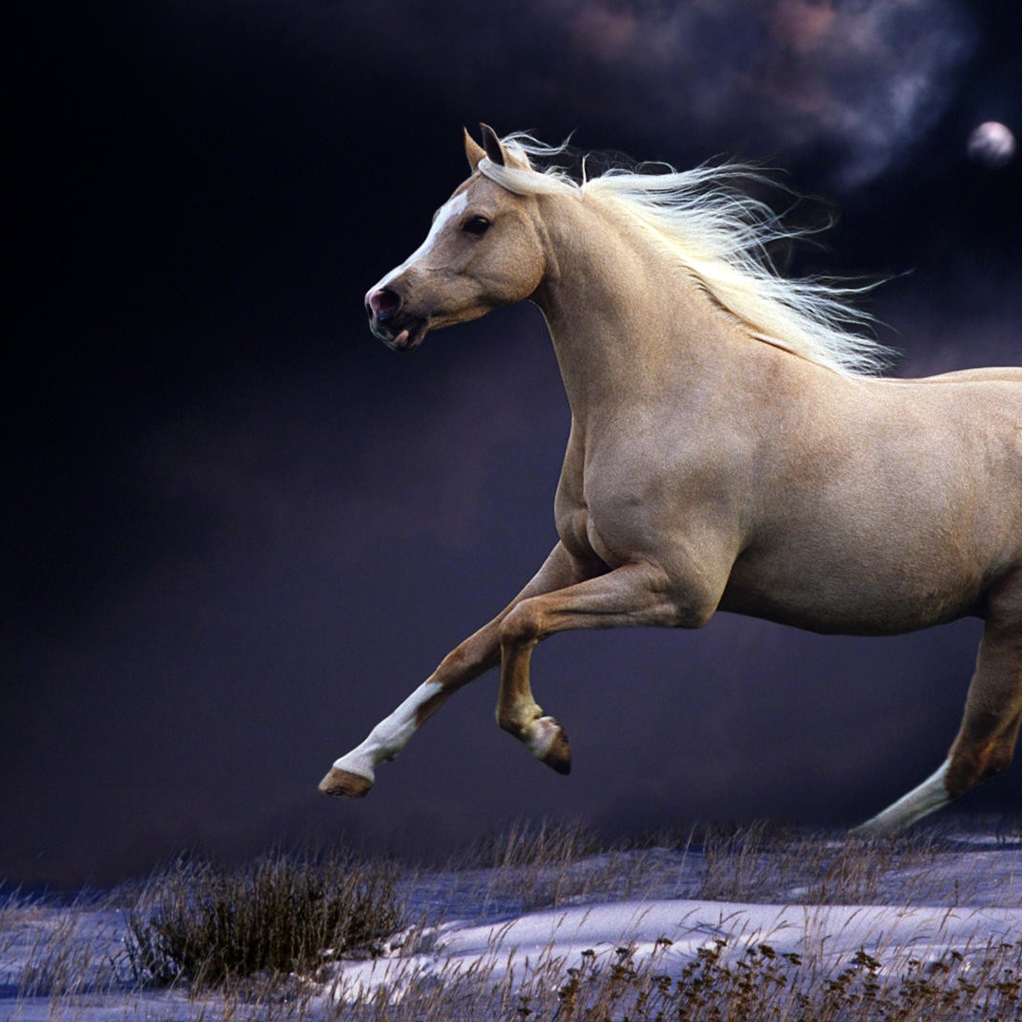 Beautiful Horse Wallpaper