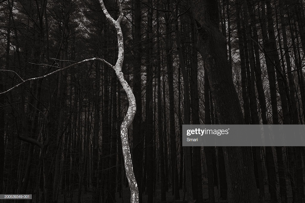 Usa Ma Light Tree Dark Forest Background Black White Stock Photo