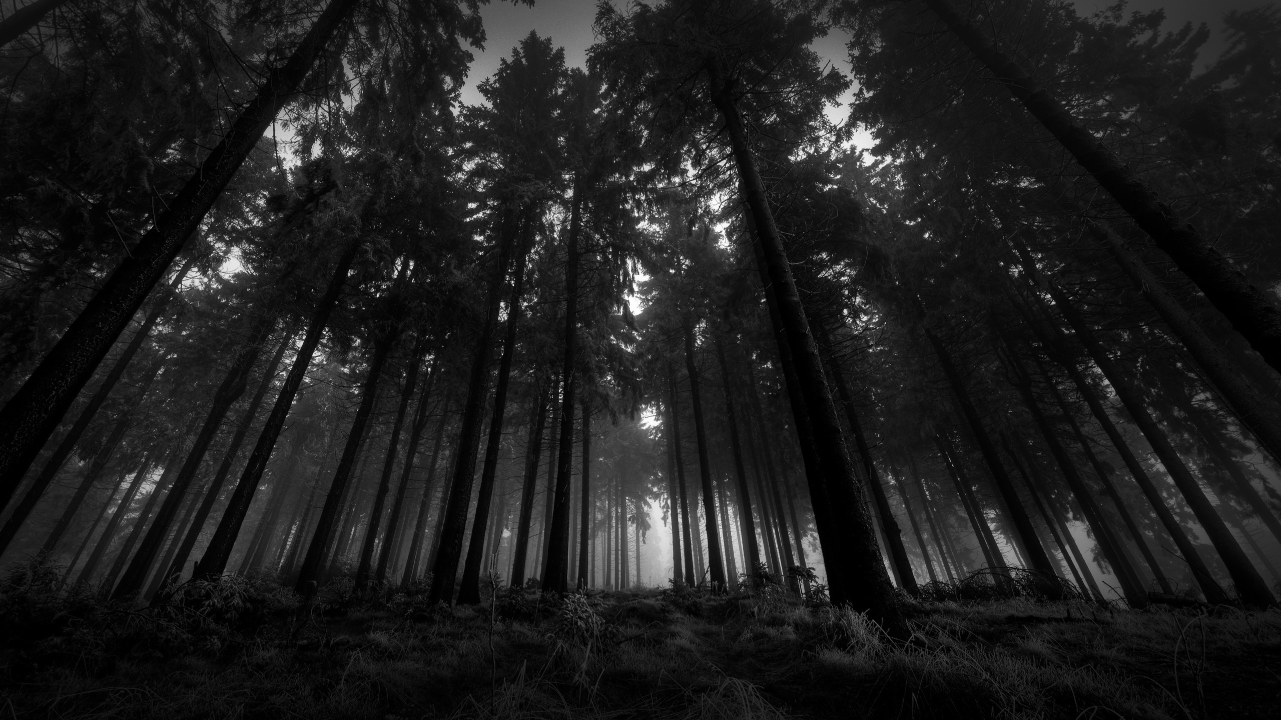 A black and white photo of a dense forest with tall trees, shrouded in mist, creating a dark and mysterious atmosphere