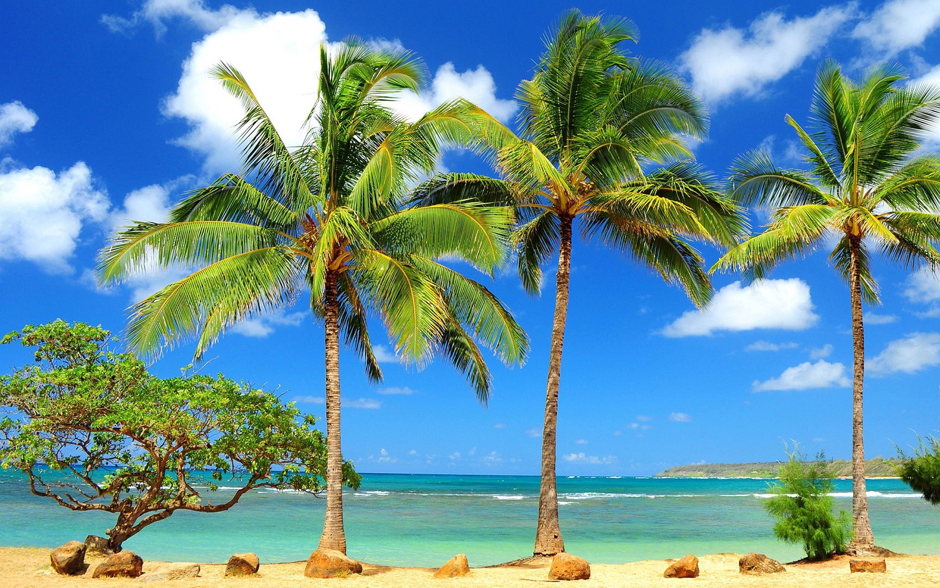 Palm Tree Wallpaper