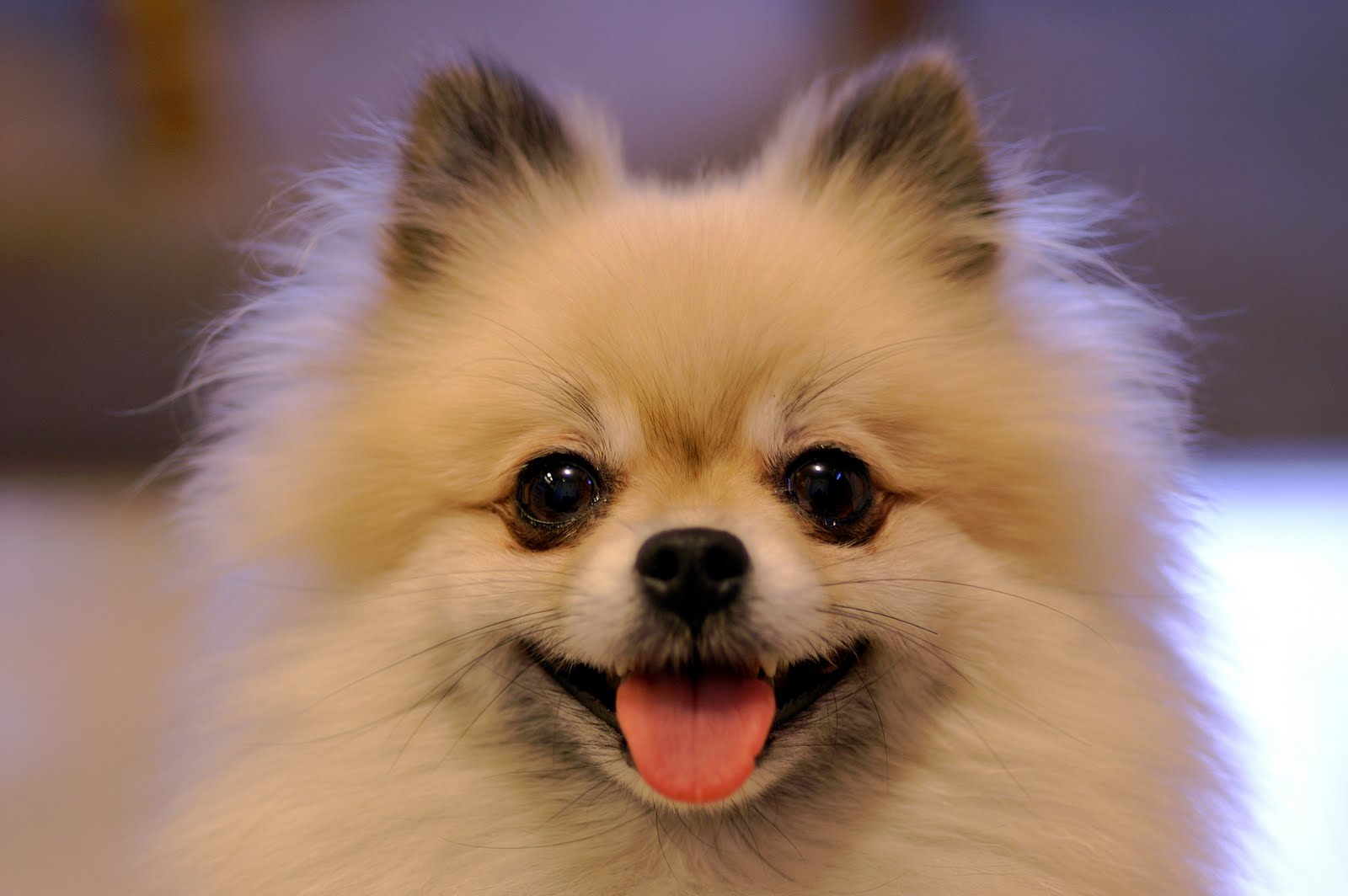 Fun Animals Wiki Videos Pictures Stories Pomeranian Dog Wallpaper