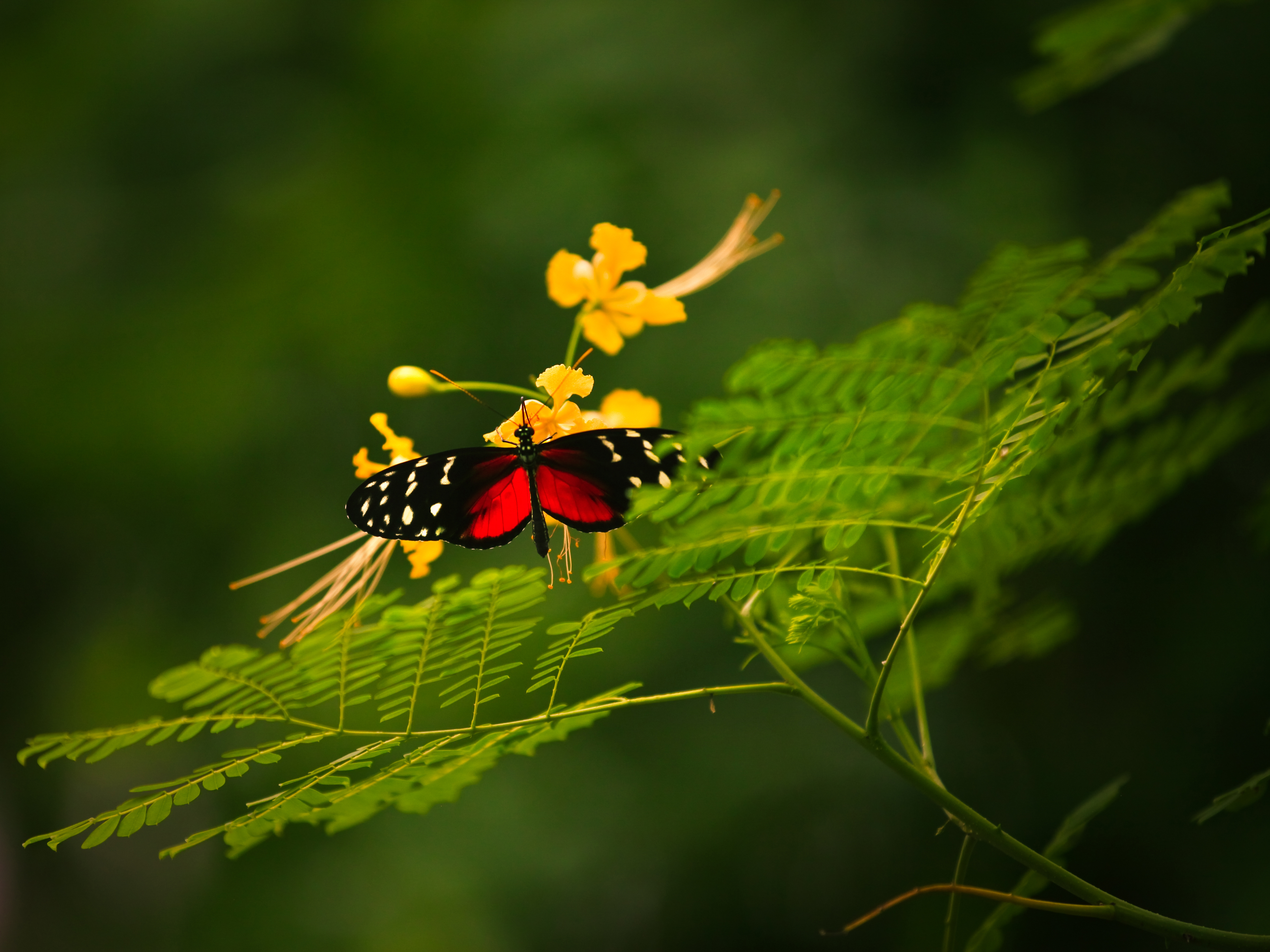 Colorful butterfly and flower wallpapers