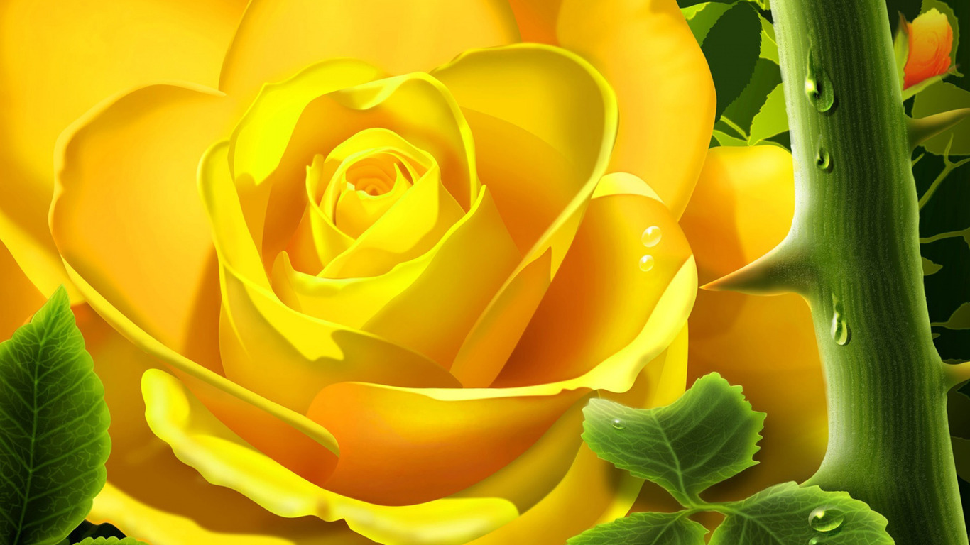 Yellow rose wallpaper 2315