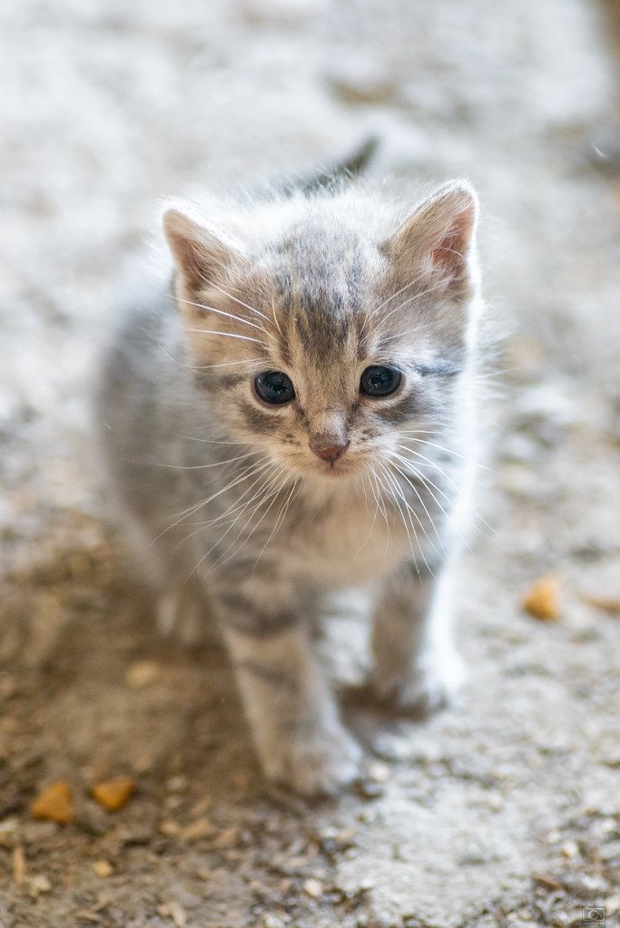 Sweet Baby Kitten Cat Wallpaper By Christy Turner Photography