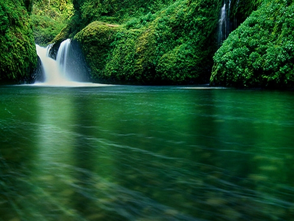 trees hd wallpapers tags water nature description water nature trees
