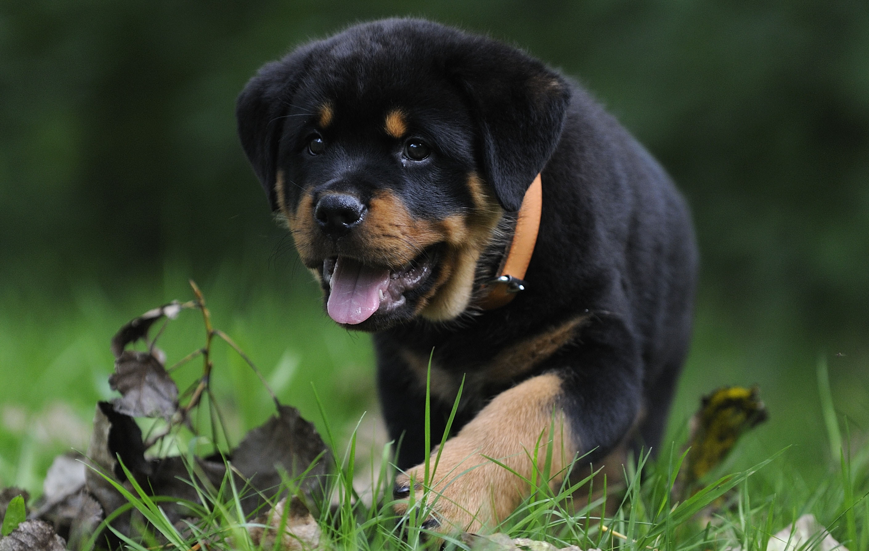 Rottweiler Wallpapers Pictures Images