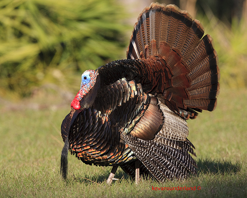 Osceola Race Wild Turkey Courtship Display Happy Thanksgiving