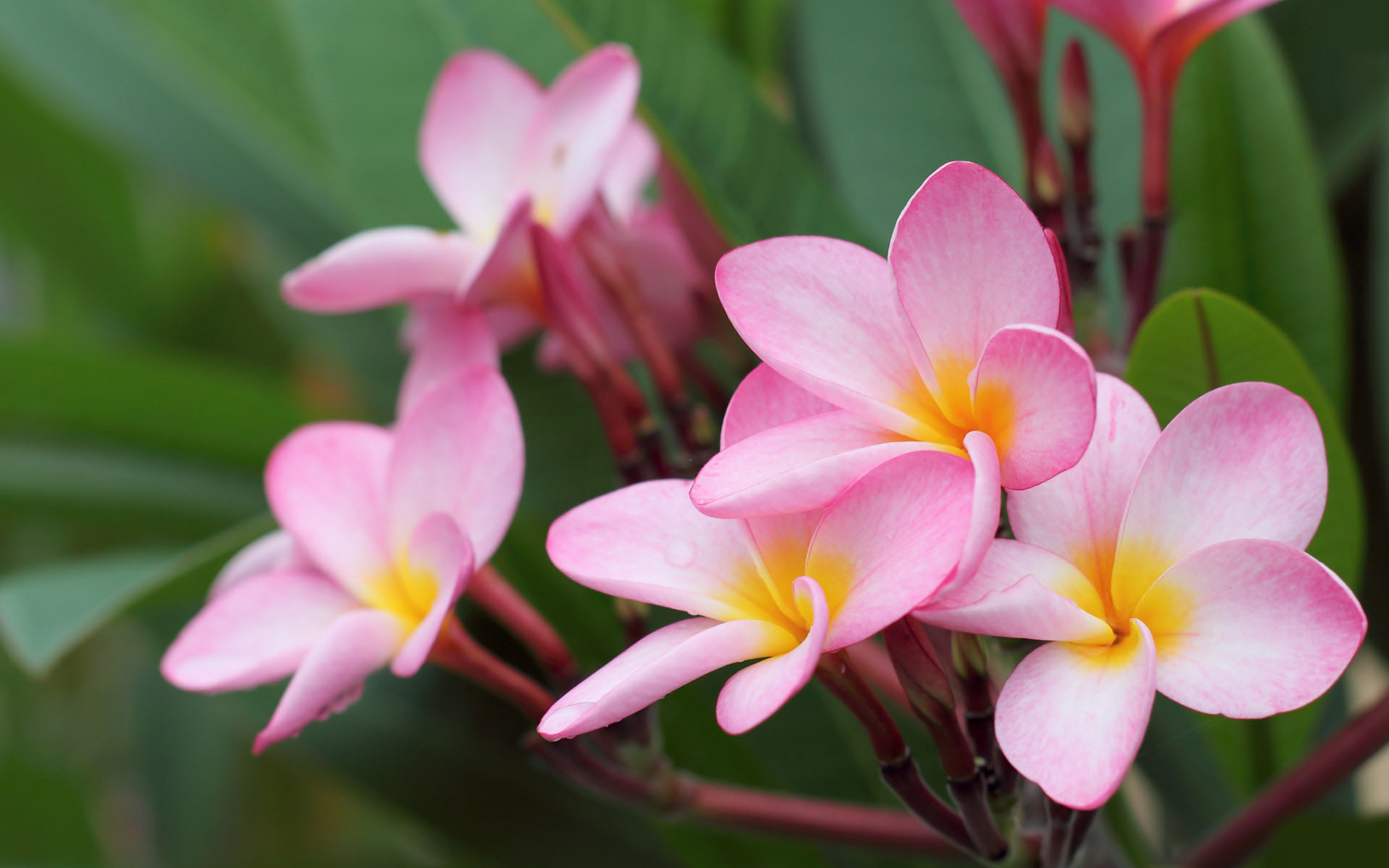 Close-up of delicate pink and yellow Plumeria flowers, also known as Frangipani, against a backdrop of lush green leaves