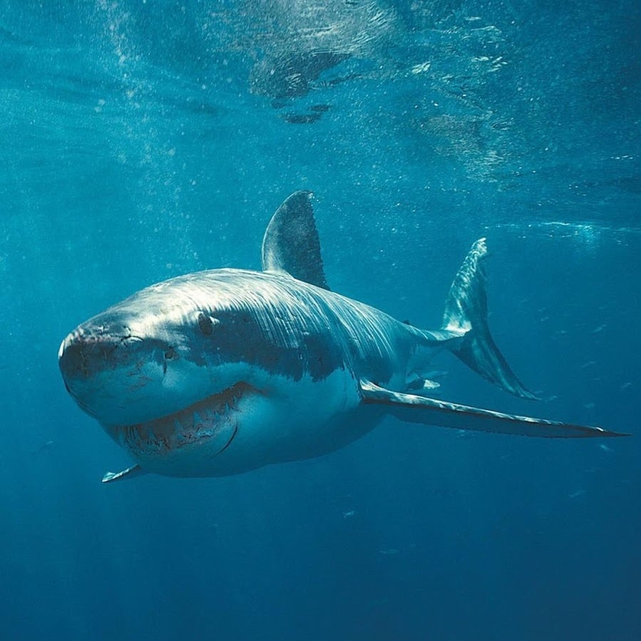 Sharks Live Wallpaper   Android Apps on Google Play 900x900
