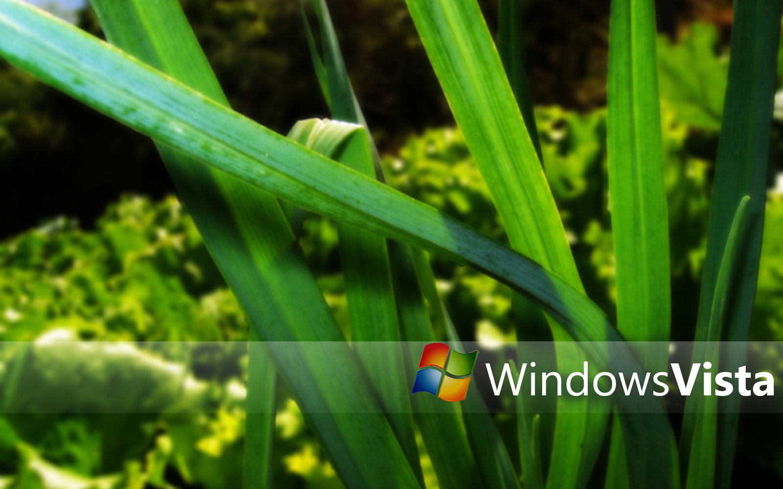 Windows Vista Nature Wallpaper By Valorieketlyn