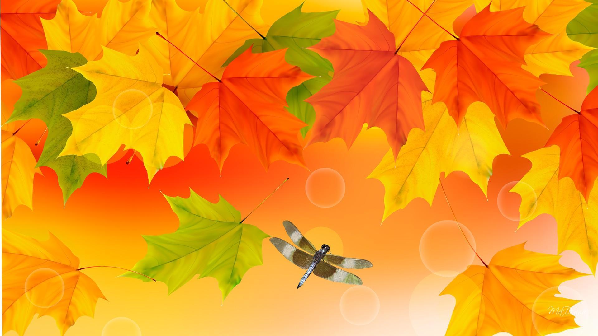 Brightness Of Fall Colors HD Desktop Wallpaper Widescreen High