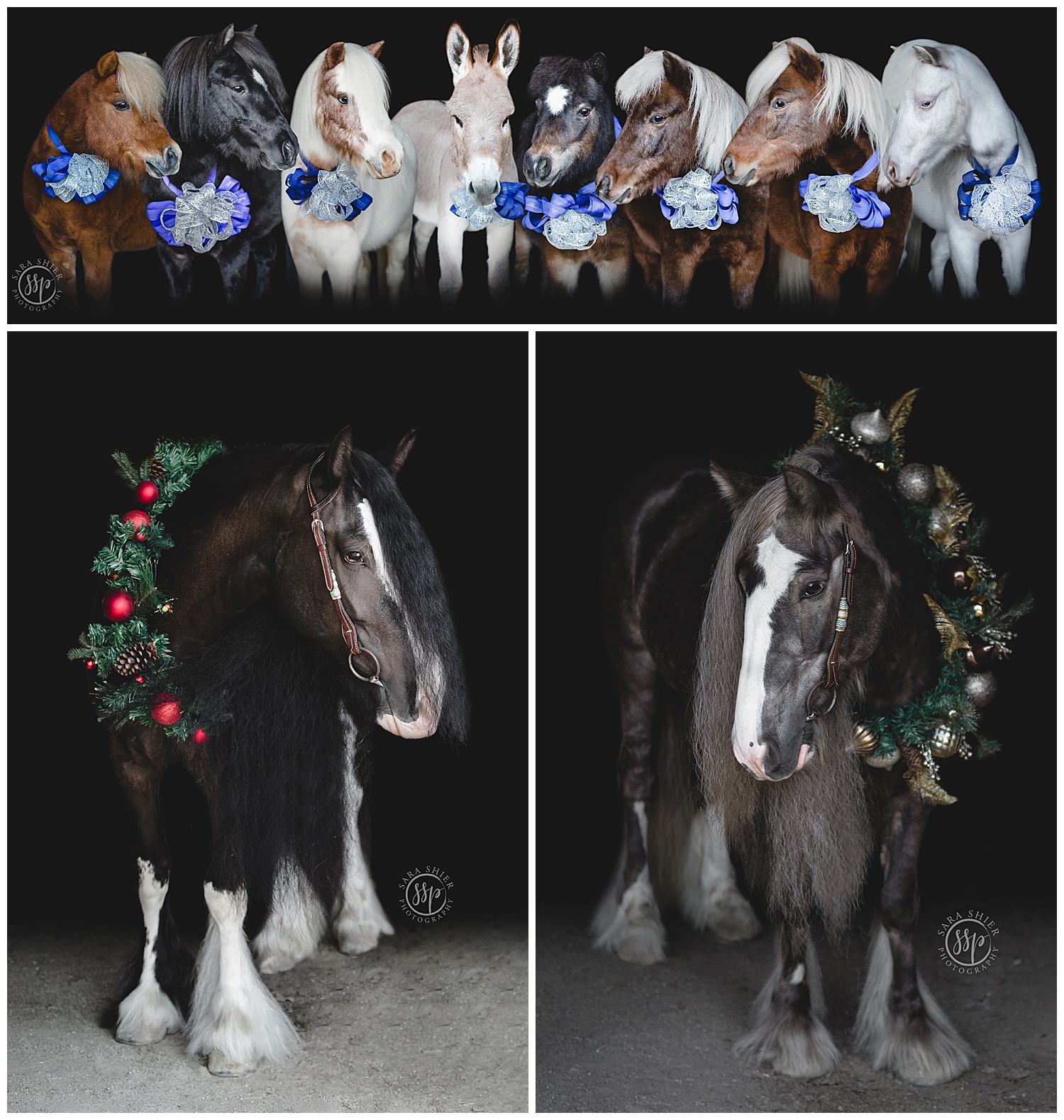 Merry Christmas From The Ponies Of Ssp Sara Shier