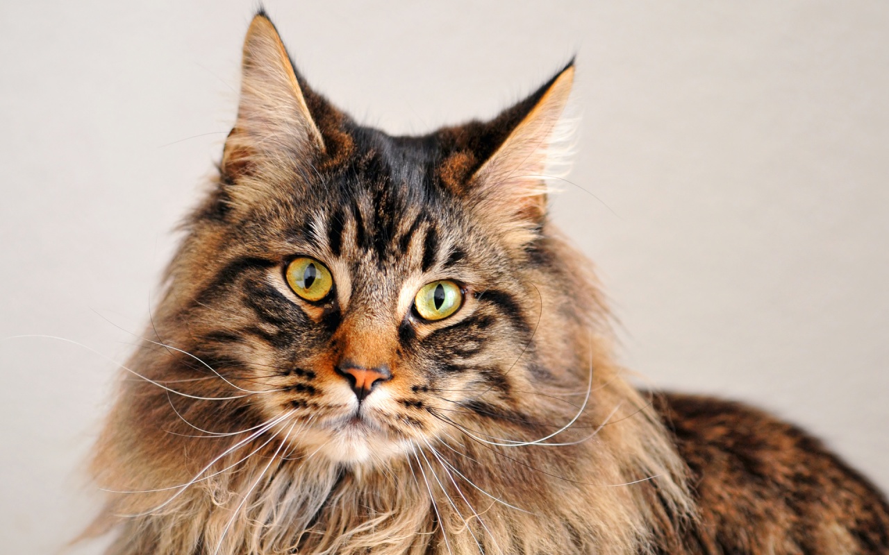 Male Maine Coon Cats Wallpapers called elixir HD