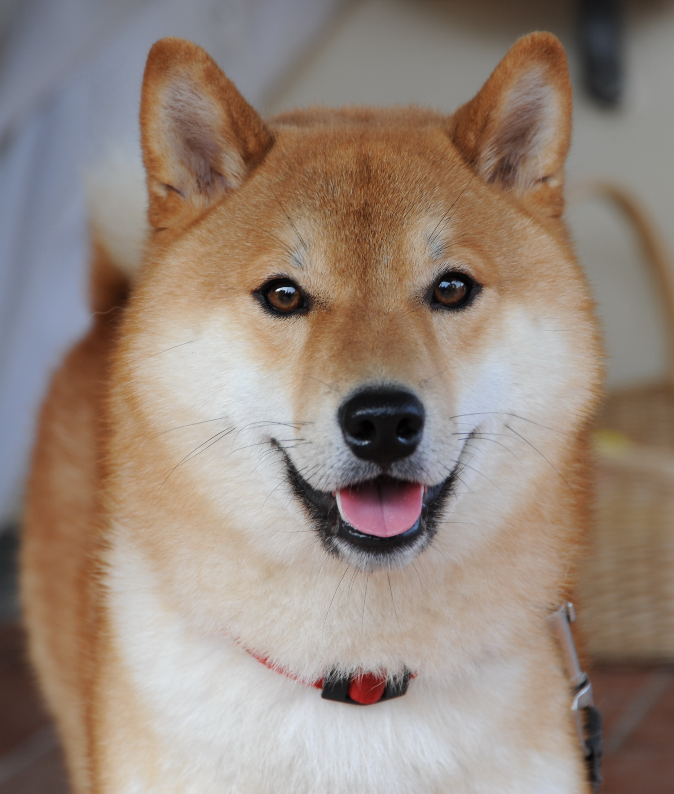 Lovely Shiba Inu Dog Wallpaper HD Res
